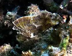 Un Poisson-scorpion feuille (Taenianotus triacanthus)