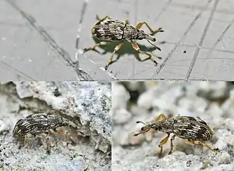 Description de cette image, également commentée ci-après