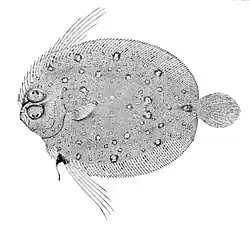 Taeniopsetta radula