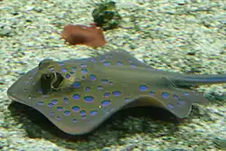 Raie pastenague à points bleus (Taeniura lymma)