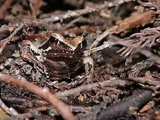 Description de l'image tago.jpg.