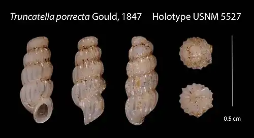 Taheitia porrecta