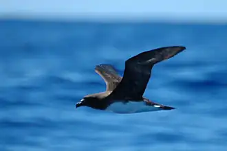 Photographie d'un Pétrel de Tahiti en vol