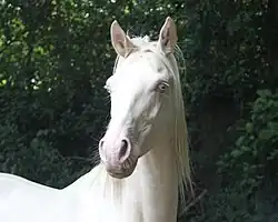 Tête d'un cheval couleur crème avec des yeux bleus et une peau rose.