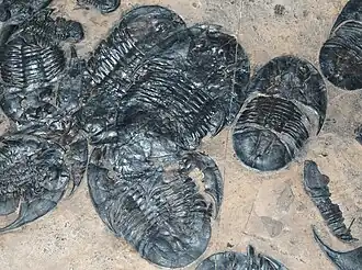 Description de cette image, également commentée ci-après