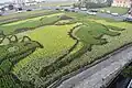 Photo couleur d'une rizière dans laquelle des plants de riz de différentes couleurs dessinent des animaux préhistoriques.