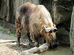 un takin en train de boire