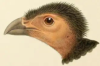 Description de l'image Talegalla jobiensis 2.jpg.