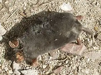 Talpa occidentalis