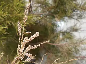 Description de l'image Tamarix senegalensis flowers.jpg.