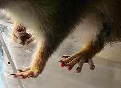 Gros plans sur les pattes d'un Tamia de Sibérie. On peut voir les 4 doigts à l'avant, 5 à l'arrière et les griffes pointues.