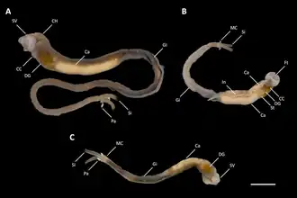 Tamilokus mabinia