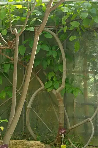 Description de l'image Tanaecium crucigerum, Conservatoire botanique national de Brest 02.jpg.