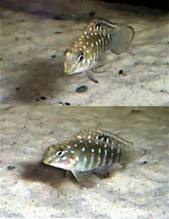 Description de l'image Tangicodus irsacae.jpg.