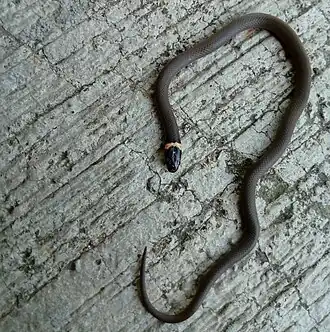 Description de l'image Tantilla bocourti (cropped).jpg.