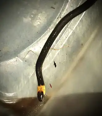 Description de l'image Tantilla moesta in Mexico 356535224.jpg.