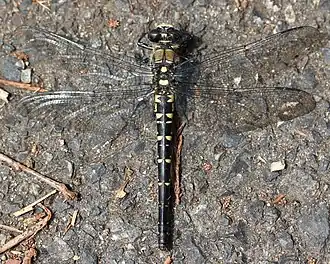 Description de cette image, également commentée ci-après