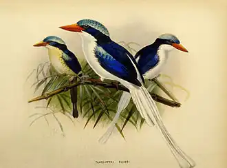 Description de l'image Tanysiptera ellioti by John Gerrard Keulemans.jpg.