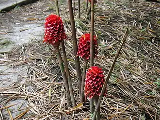 Description de cette image, également commentée ci-après