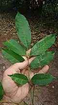 Feuille et inflorescence de Tapirira guianensis (Bahia, Brésil)