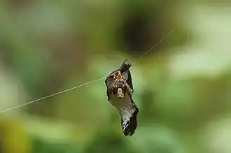 Description de l'image Tapponia sp 01019.JPG.