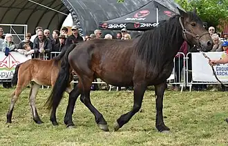 Cheval Castillonnais à la foire agricole de Tarascon-sur-Ariège, 2025.