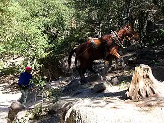 Cheval mis au travail de débardage par un Tarahumara