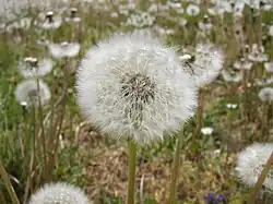 Taraxacum sp.