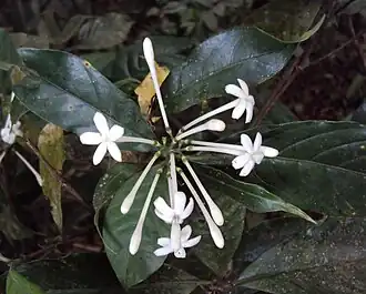 Description de l'image Tarenna nilagirica 01.JPG.