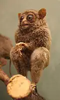 Tarsius fuscus.