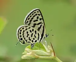 Tarucus nara