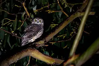 Description de l'image Tasmanian Boobook 0A2A9293.jpg.