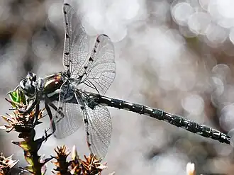 Description de cette image, également commentée ci-après