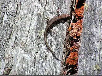 Description de l'image Tasmanian Tree Skink, Cradle Mt.jpg.