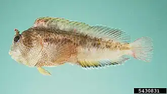 Parablennius thysanius