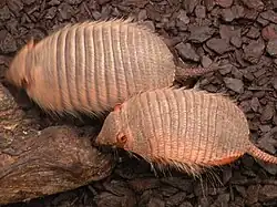 Pichis ou tatous velus de Patagonie (Zaedyus pichiy)