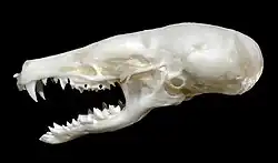La photo du crâne montre la mâchoire inférieure longue et incurvée vers le bas et la région occipitale arrondie.