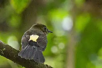 Description de l'image Tawny-breasted Flycatcher.jpg.