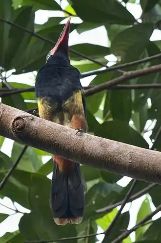 Description de l'image Tawny-tufted Toucanet.jpg.