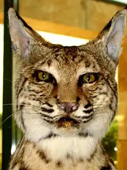 Lynx roux, Patuxent Wildlife Research Center&nbsp;(en), Maryland, États-Unis.