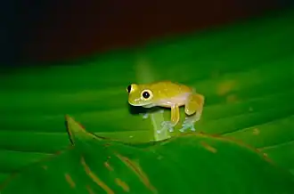 Description de l'image Taylor's Glass Frog (Hyalinobatrachium taylori) (10330987243).jpg.