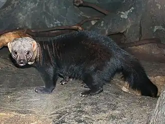 Martre à tête grise (Eira barbara).