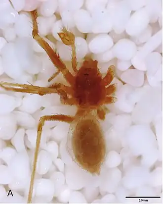 Description de l'image Tayshaneta grubbsi.jpg.