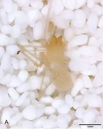 Description de l'image Tayshaneta oconnorae.jpg.