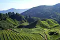 Plantations de thé dans les monts Cameron, Malaisie, 2008.