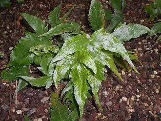 Description de cette image, également commentée ci-après