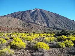 Sol plat couvert de buissons aux fleurs jaunes avec le Teide à l'arrière-plan.