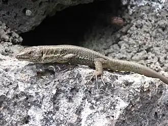 Description de l'image Teira dugesii 03.jpg.