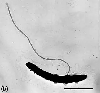 Description de l'image Telmatobacter bradus.jpg.