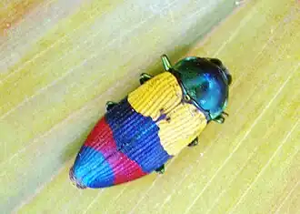 Description de cette image, également commentée ci-après